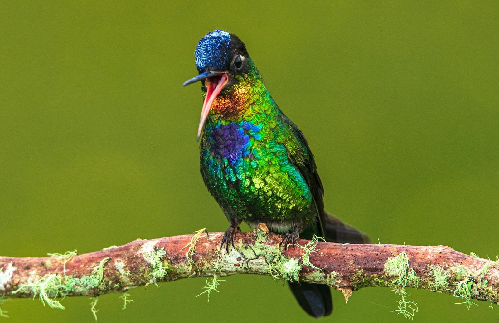 Colorful hummingbird resting on a moss-covered branch with a green background.